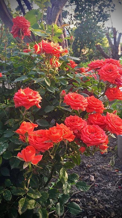 Ekas Rosengarten Gori Esterno foto