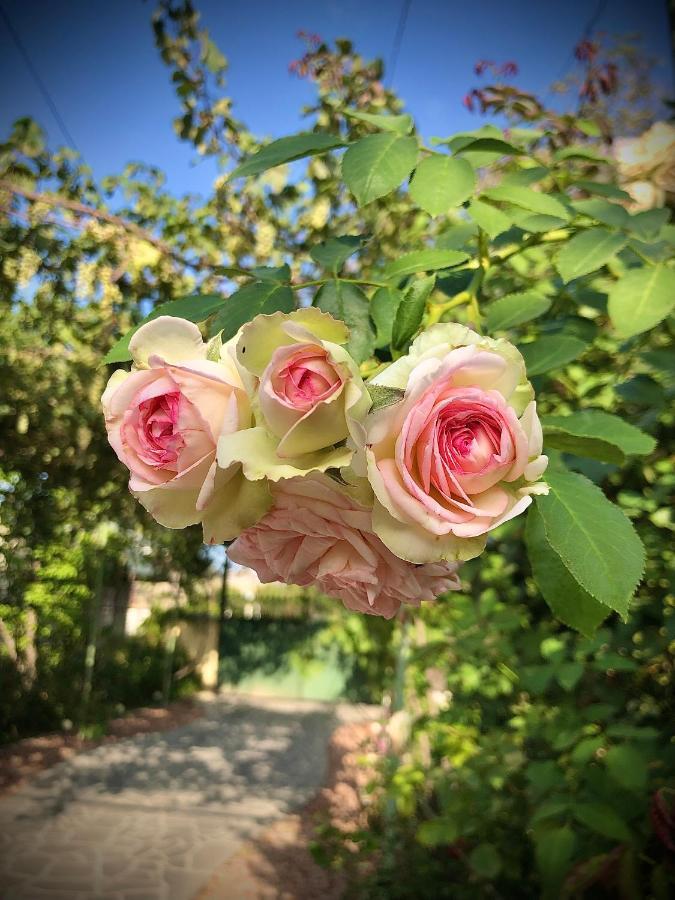 Ekas Rosengarten Gori Esterno foto