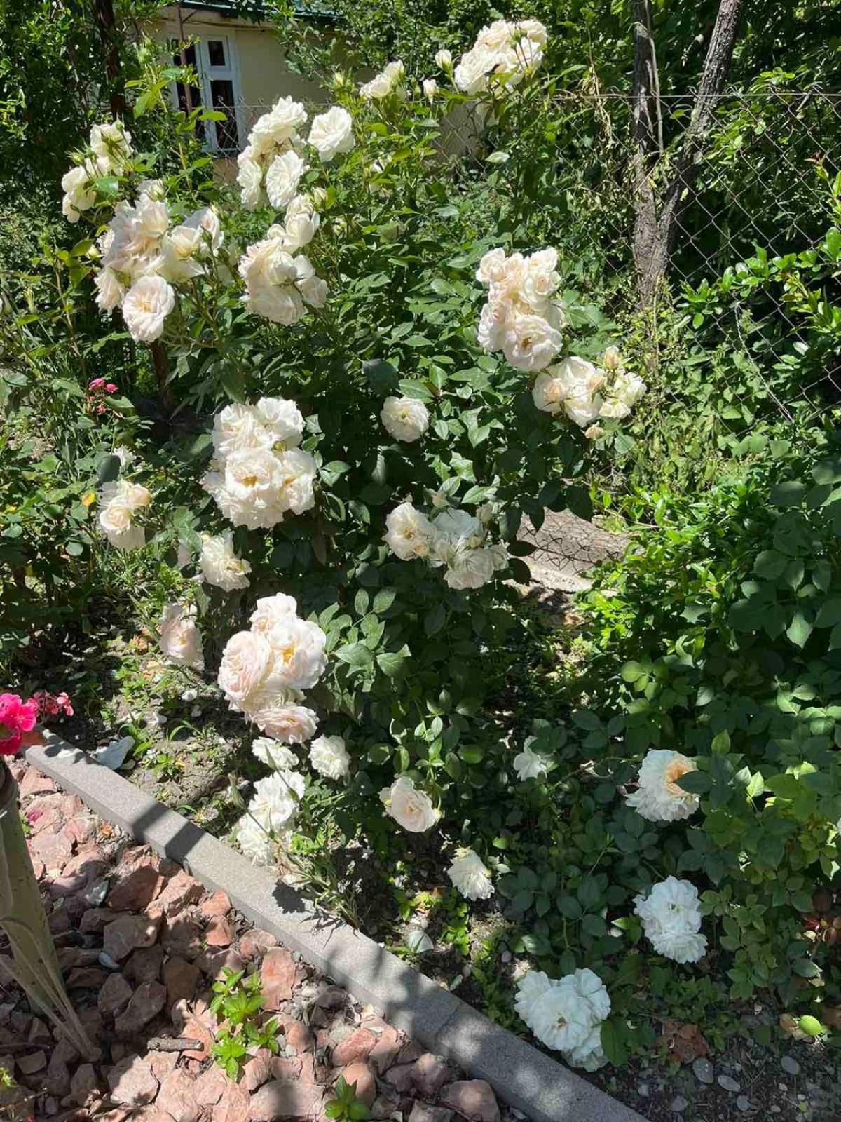 Ekas Rosengarten Gori Esterno foto