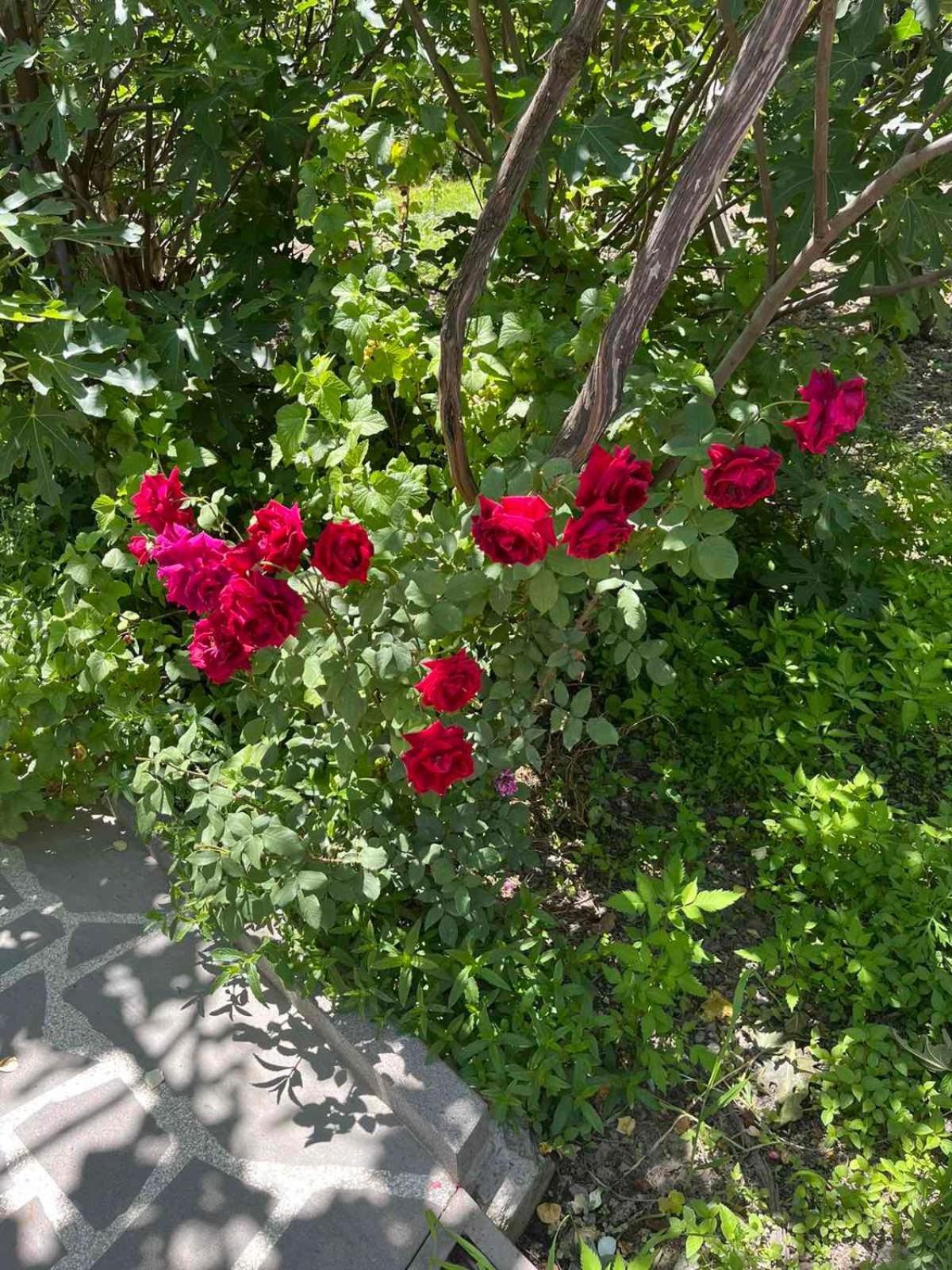 Ekas Rosengarten Gori Esterno foto