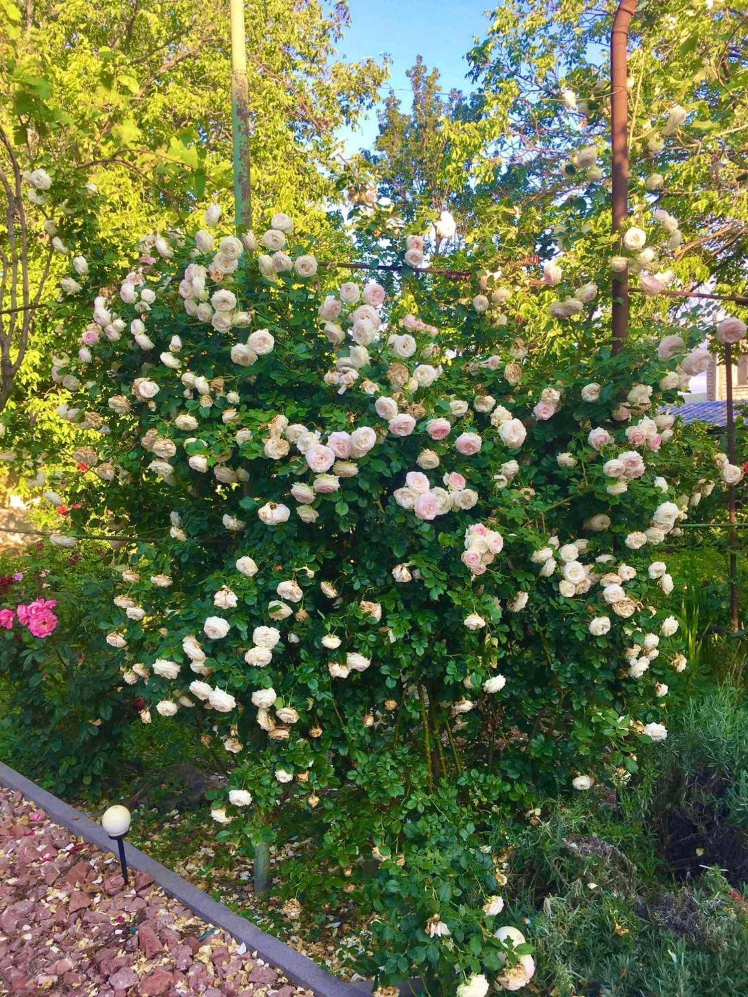 Ekas Rosengarten Gori Esterno foto