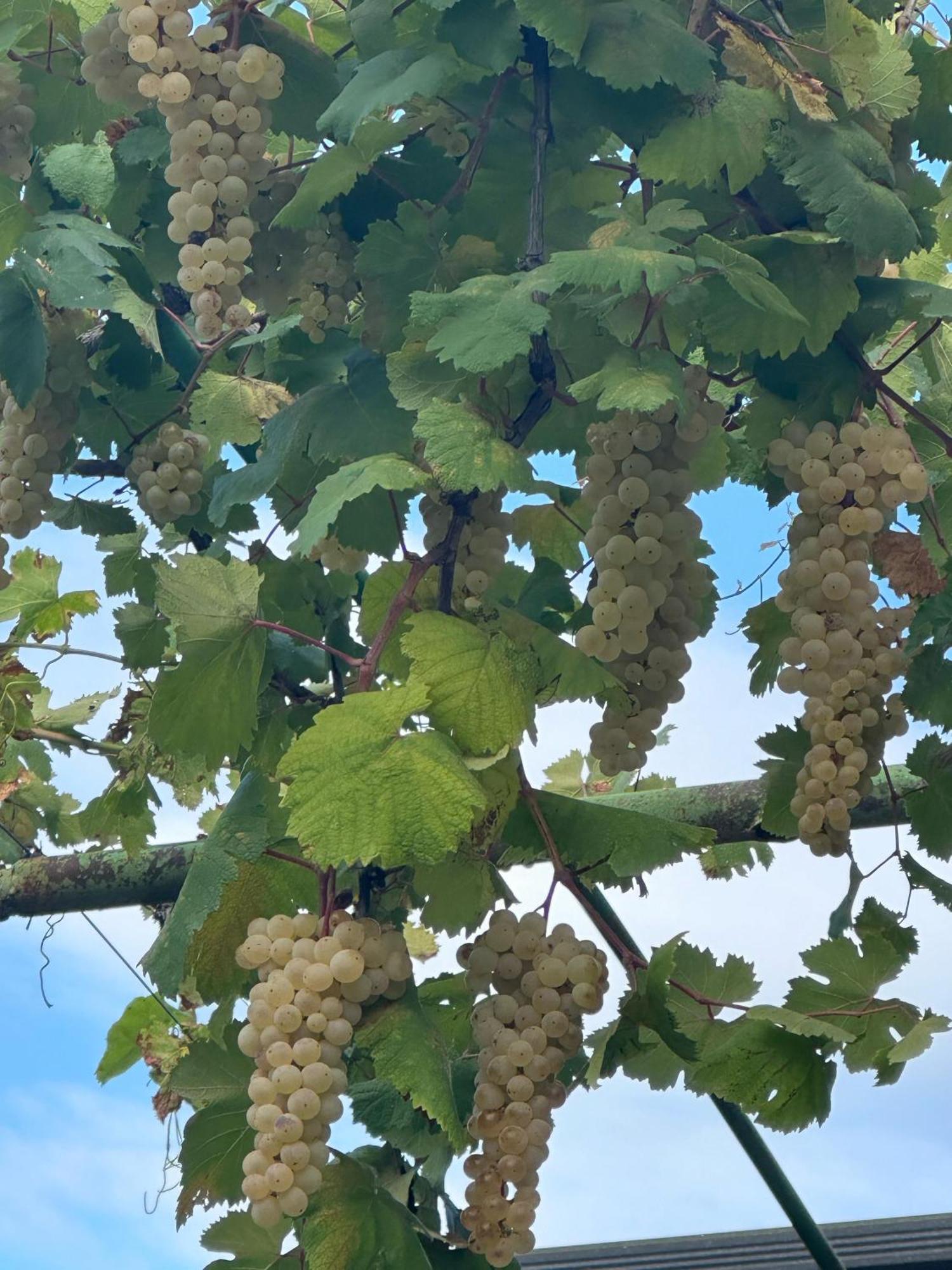 Ekas Rosengarten Gori Esterno foto