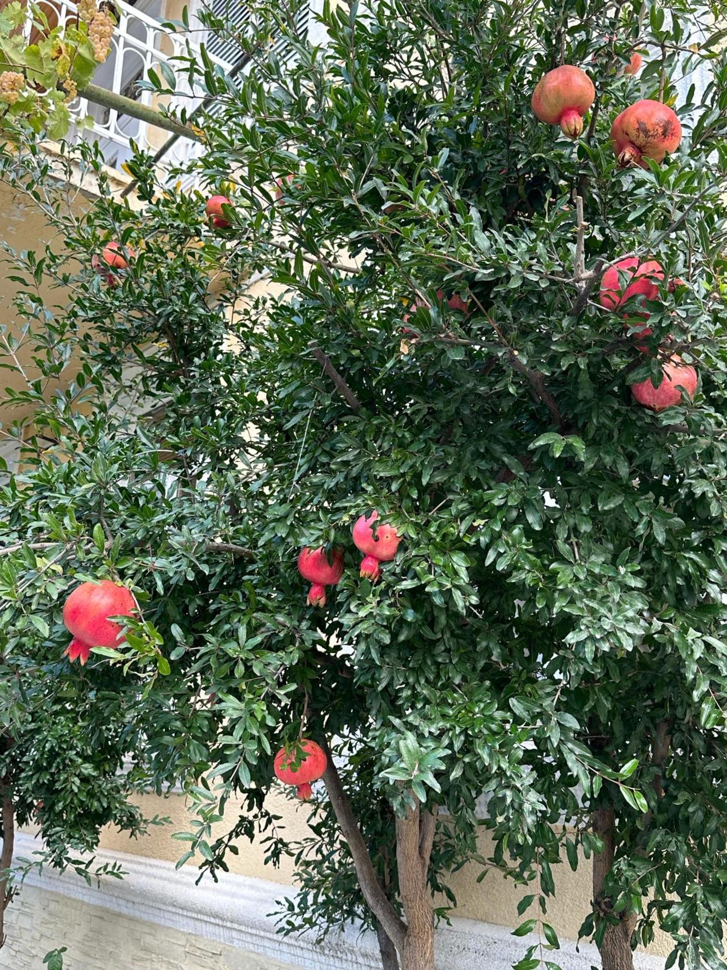 Ekas Rosengarten Gori Esterno foto