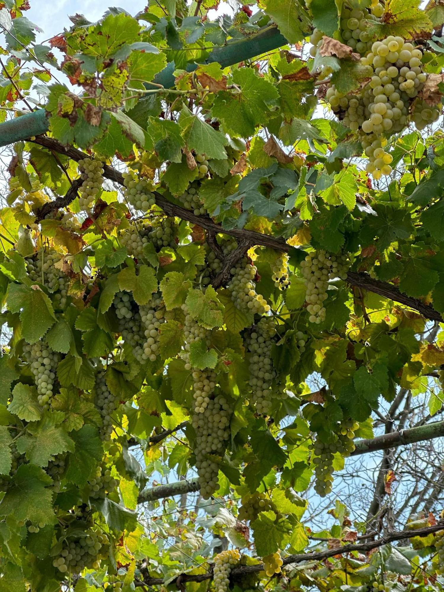 Ekas Rosengarten Gori Esterno foto